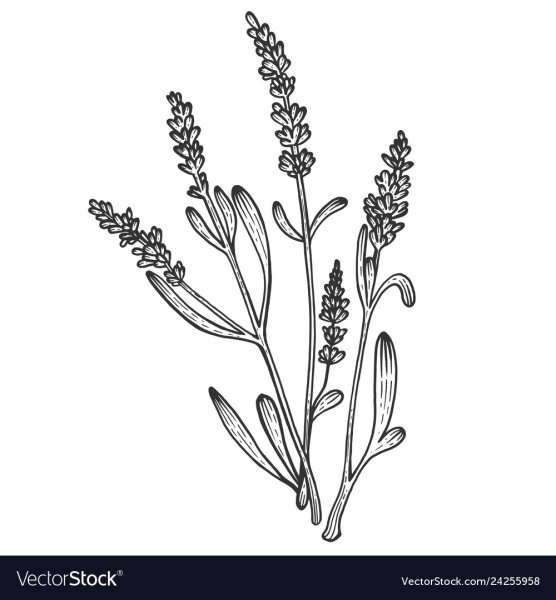 Лаванда скетч