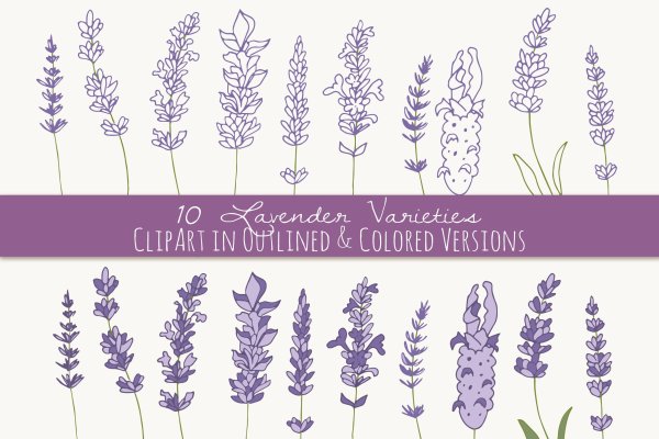 Лаванда Векторная Графика