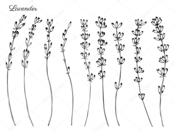 Лаванда рисунок