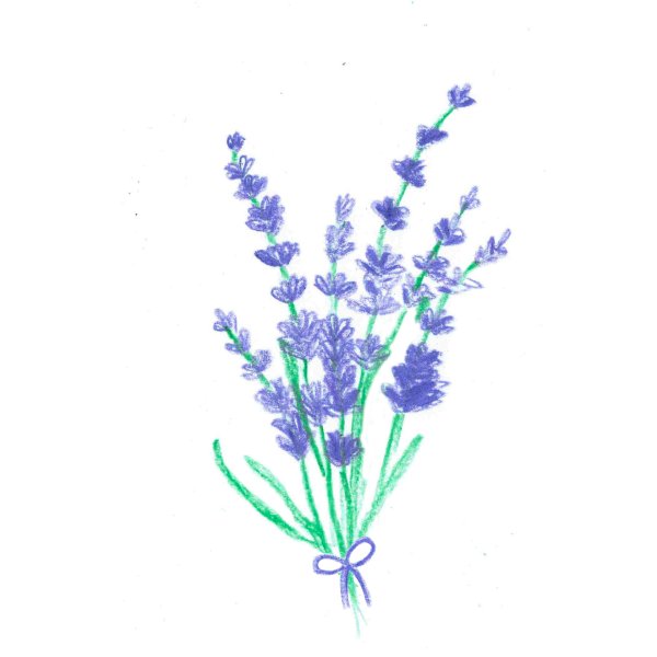 Лаванда для срисовки