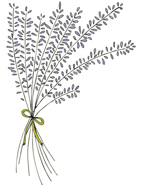 Лаванда раскраска цветок