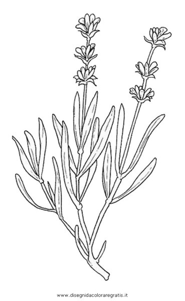 Лаванда контур