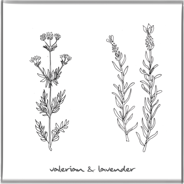 Лаванда раскраска