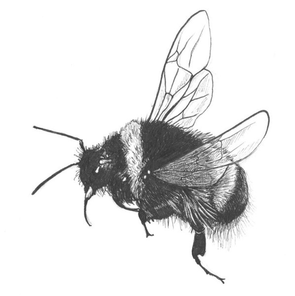 Раскраска насекомые Шмель