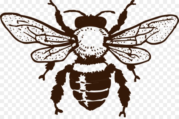 Раскраска насекомые Шмель