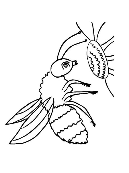 Пчела раскраска