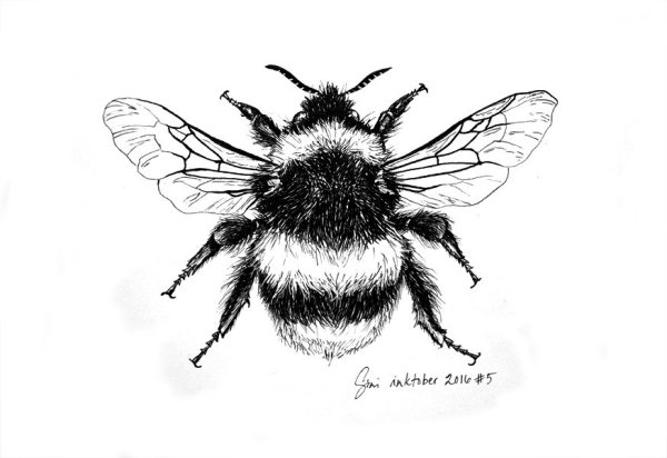 Насекомые черно белые