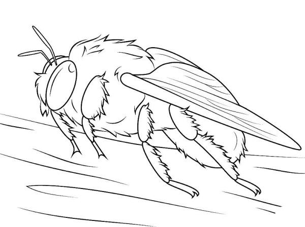 Шмель раскраска для детей