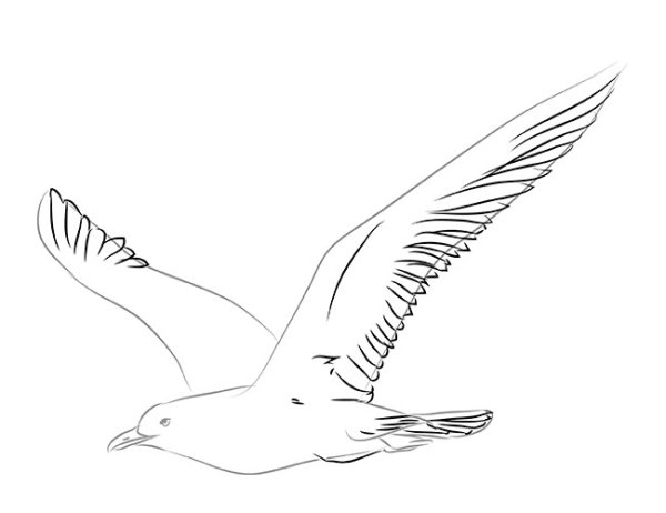 Чайка для раскрашивания