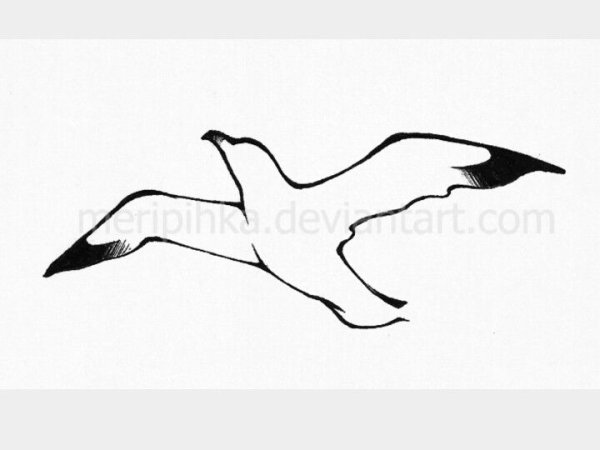 Чайка раскраска