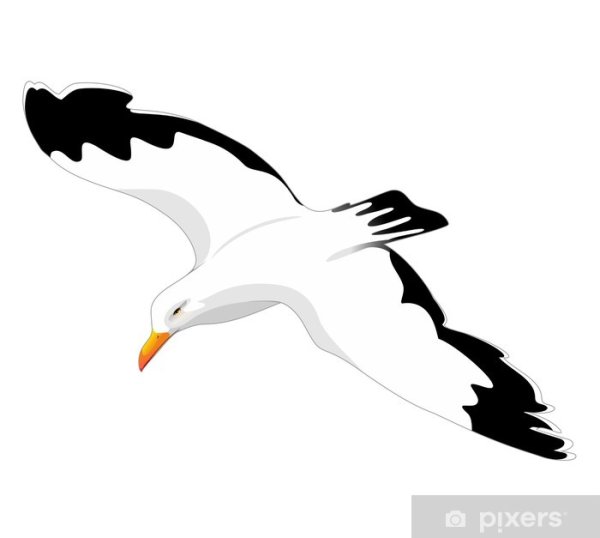 Трафарет для рисования Чайка