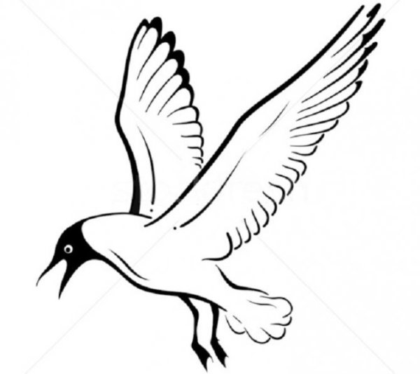 Чайка контур