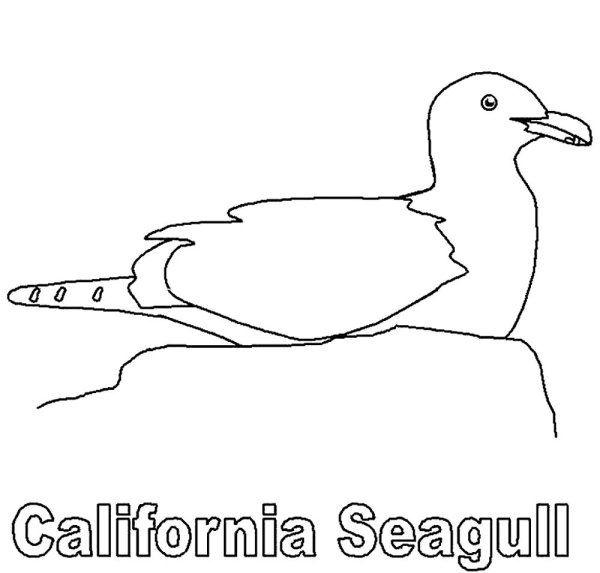 Птица Чайка контур