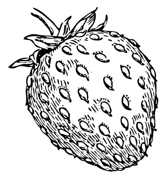 Раскраска "ягоды"