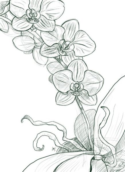 Орхидея карандашом