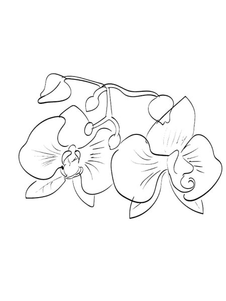 Раскраски цветы орхидеи