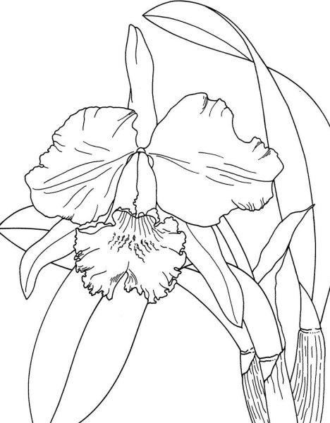 Раскраски цветы орхидеи