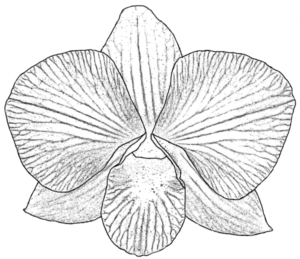 Раскраски цветы орхидеи