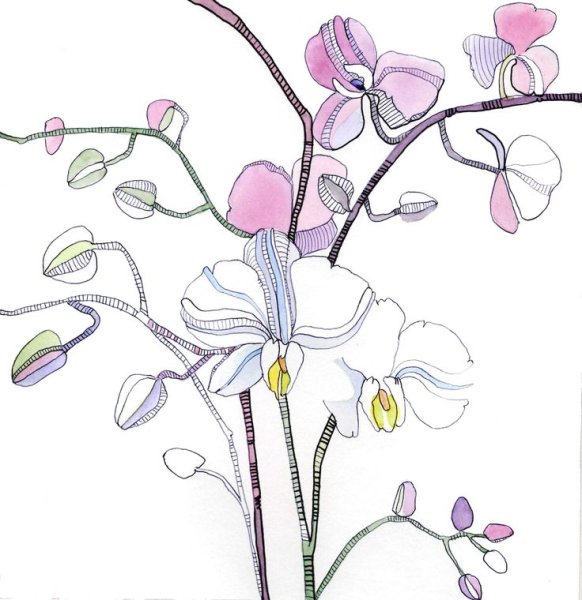 Графическая Орхидея