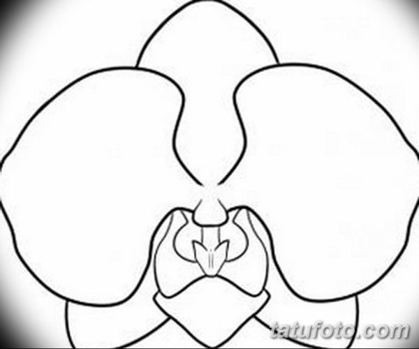 Очертание орхидеи