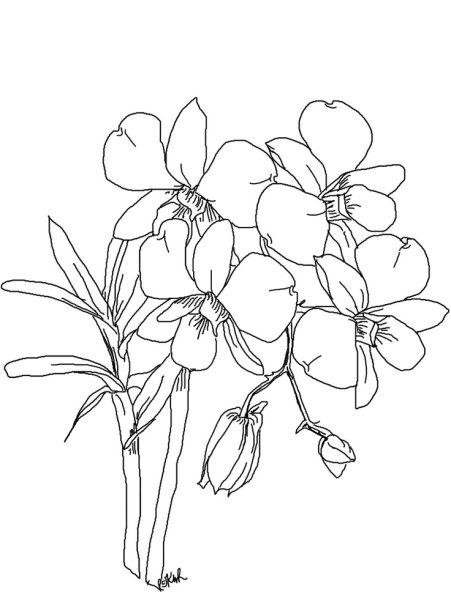 Трафареты цветов для рисования орхидей