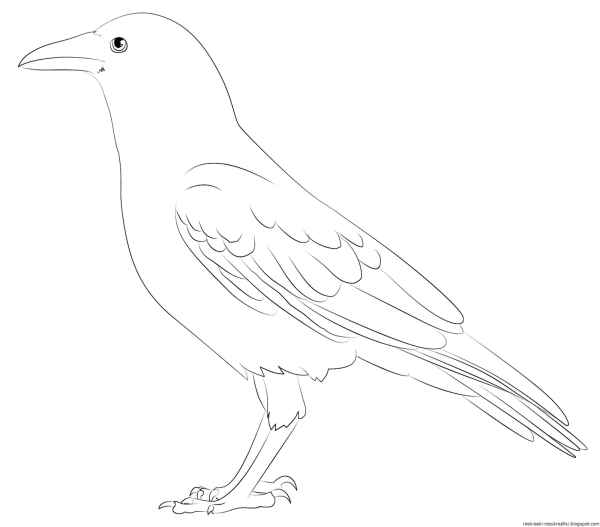 Силуэт вороны