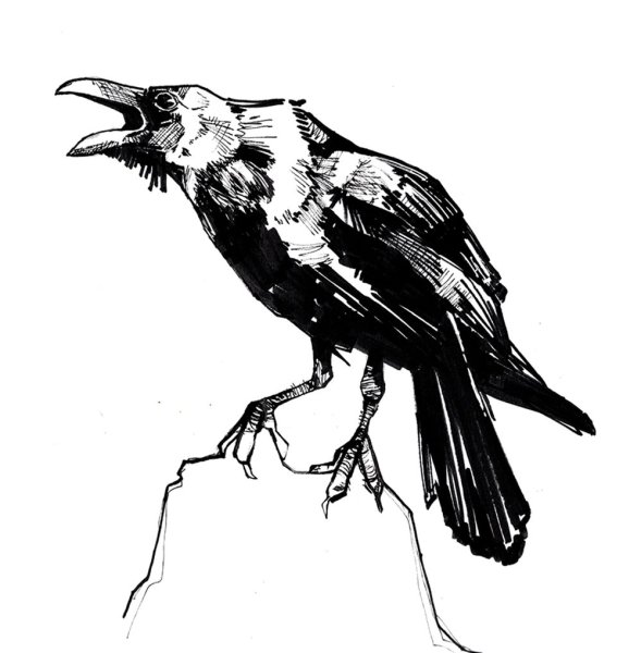 Грач раскраска для детей