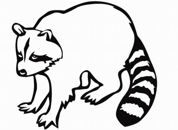 Енот полоскун раскраска