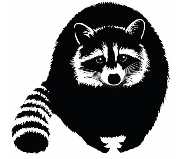 Енот трафарет