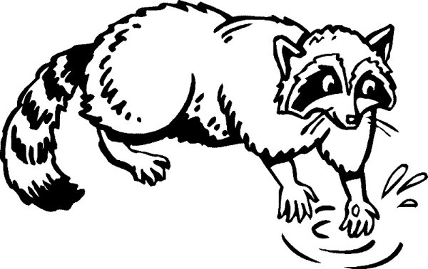 Енот контур