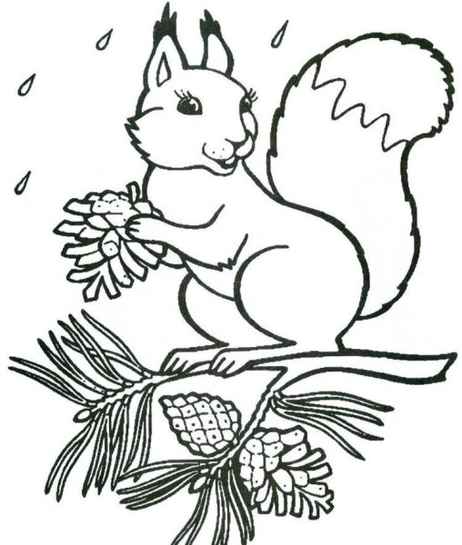 Белка раскраска для детей