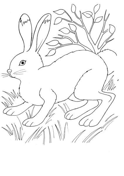 Раскраска Лесные животные