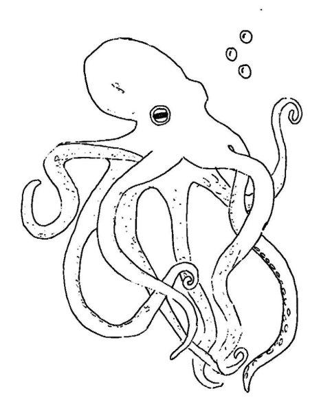 Раскраска осьминог