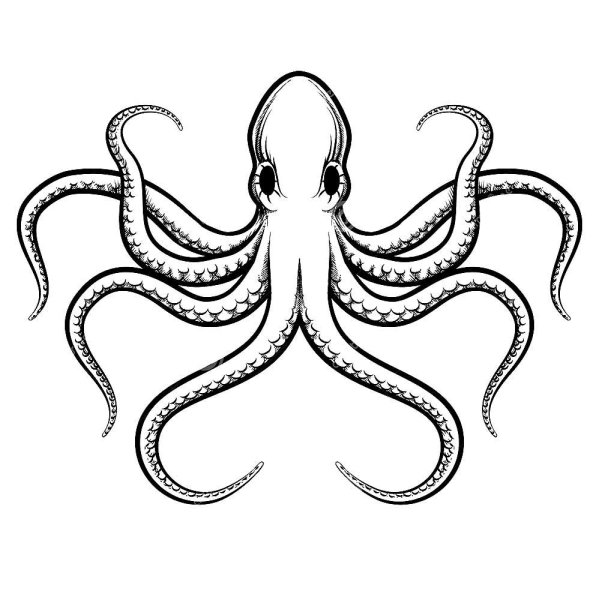 Осьминог чб