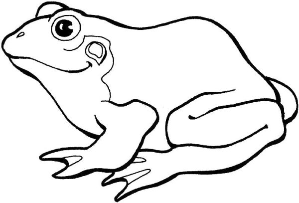 Лягушка контур