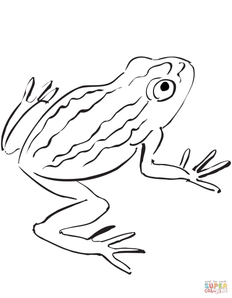 Жаба раскраска для детей