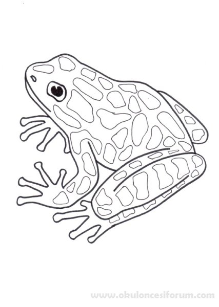 Лягушка раскраска для детей