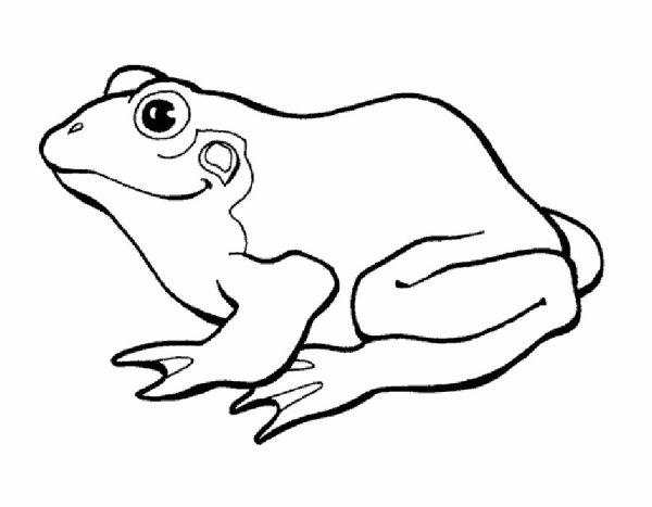 Лягушка раскраска