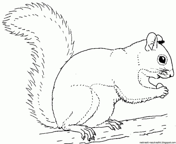 Белка контур