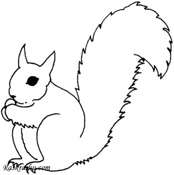 Контур белки