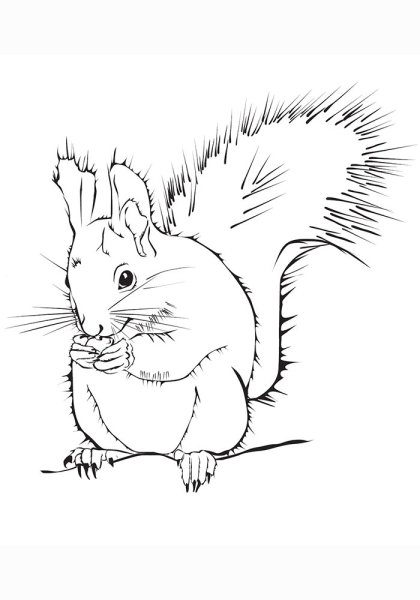 Рисунок белки контур