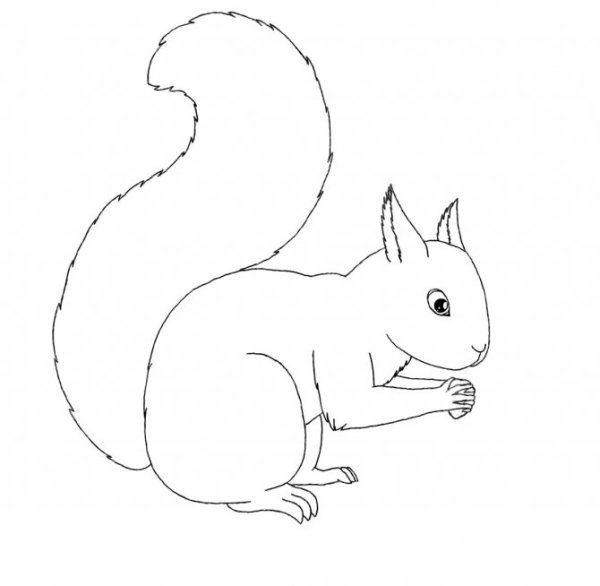 Раскраска Белочка