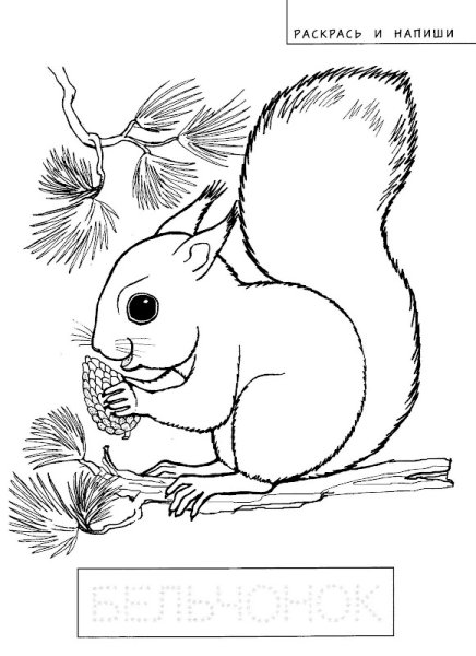 Раскраска Белочка
