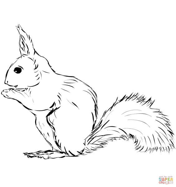 Контур белочки для аппликации