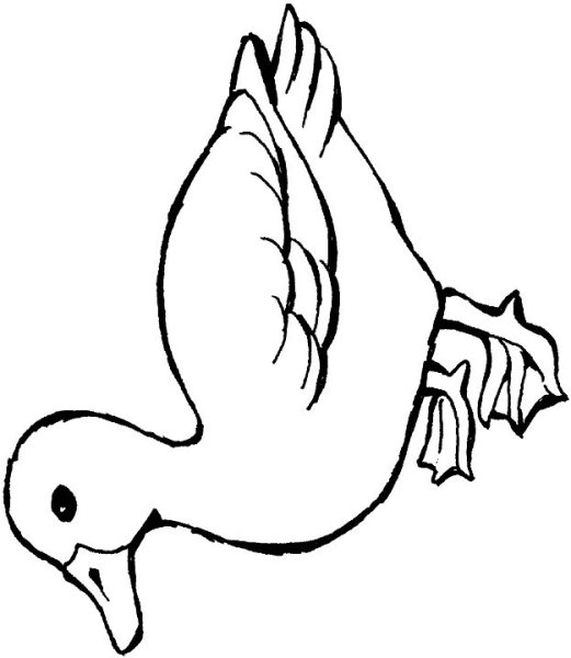 Черно белая утка