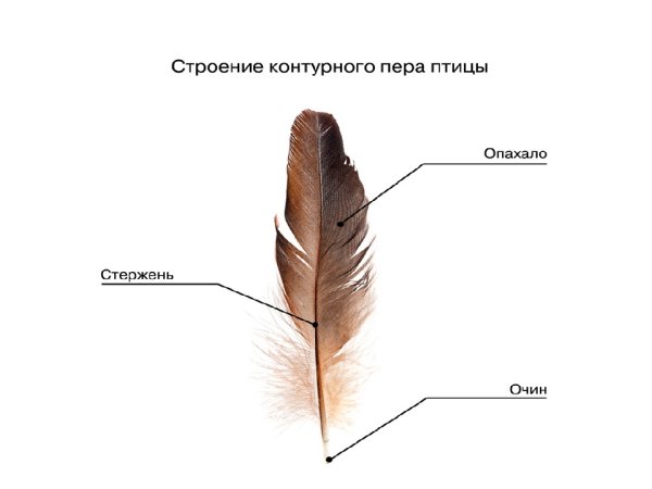 Пуховое перо птицы строение