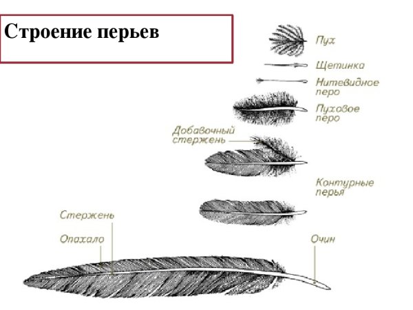 Строение пера птицы 7 класс биология