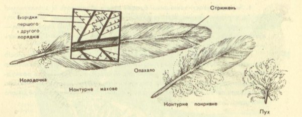 Строение опахала пера птицы