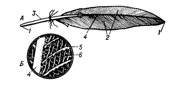 Строение опахала пера птицы