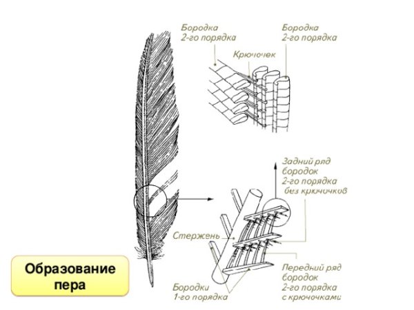 Писчее перо анатомия